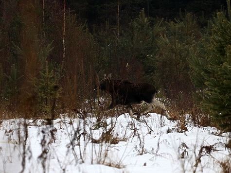 11 случаев браконьерства зафиксировано в Тверской области после закрытия сезона охоты на лося