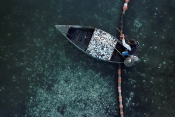 В Греции от холода погибли тонны рыбы 
